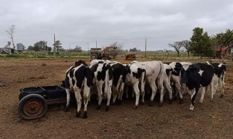 Encontraron las vacas que haban desaparecido en Bolvar